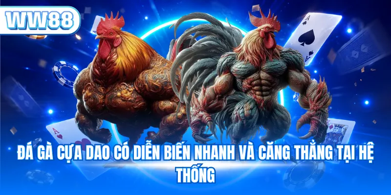 Đá gà cựa dao có diễn biến nhanh và căng thẳng tại hệ thống